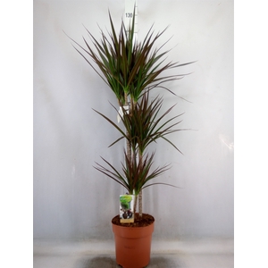 Dracaena marg. 'Magenta'