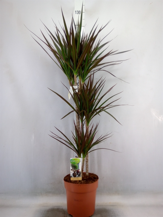 <h4>Dracaena marg. 'Magenta'</h4>