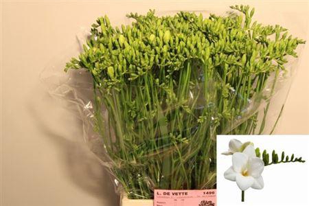 <h4>Fr En Ilse Ex</h4>