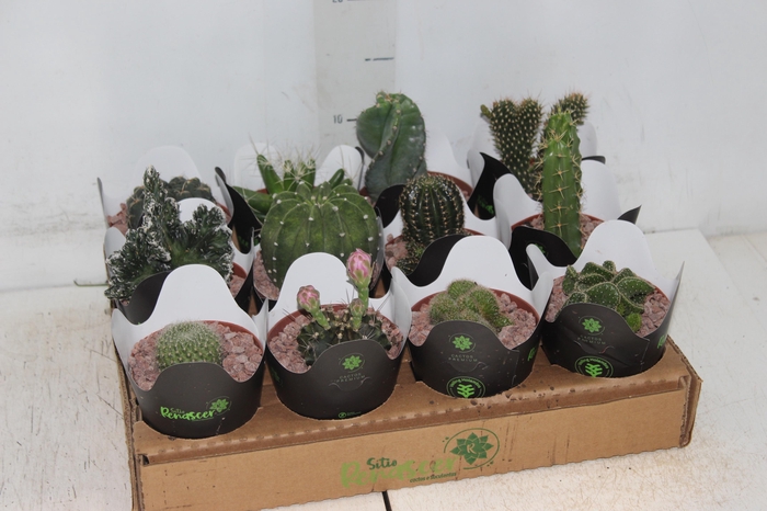 <h4>CACTUS RAIZ PROPRIA P09</h4>