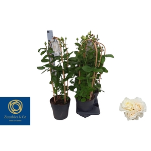 ROSA FL CHRYS SELECT