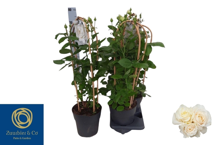 <h4>ROSA FL CHRYS SELECT</h4>