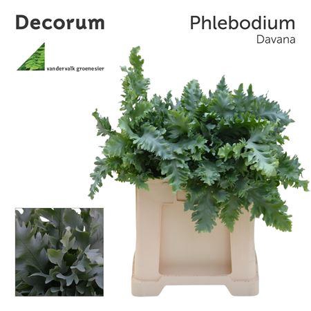 <h4>PHLEBODIUM DAVANA 50CM 588</h4>
