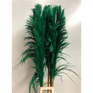 Cortaderia Green