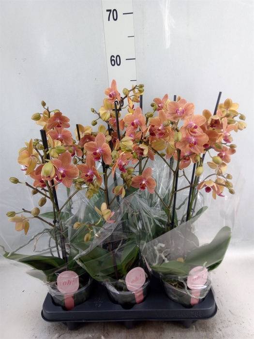 <h4>Phalaenopsis multi. 'FC SunsetLove'</h4>