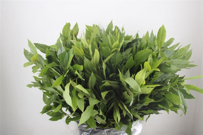 <h4>Laurier 400gr P Bunch</h4>