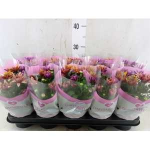 Chrysanthemum  'Artistic Jeff' .mix