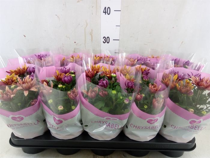 <h4>Chrysanthemum  'Artistic Jeff' .mix</h4>