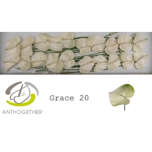 ANTH A GRACE 20