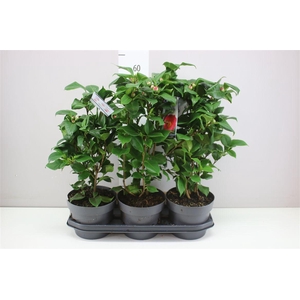 Camellia Jap. Dr King 15+