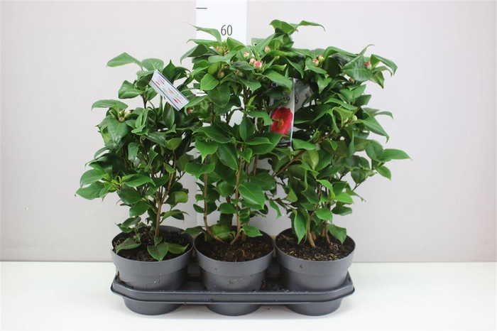 <h4>Camellia Jap. Dr King 15+</h4>