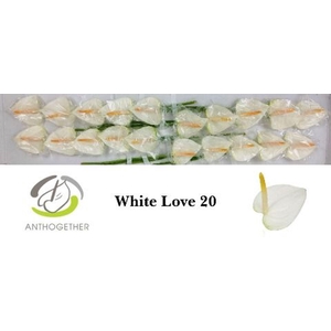 Anthurium andr. 'White Love'