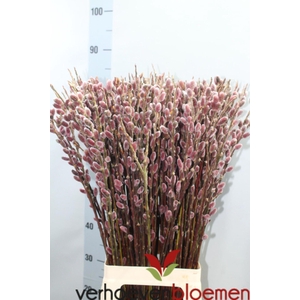 SALIX CHAENOMELOIDES RED PASSION SA