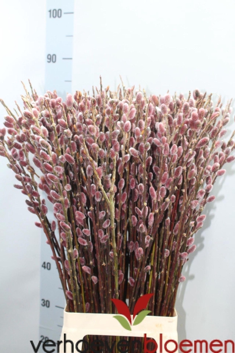 <h4>SALIX CHAENOMELOIDES RED PASSION SA</h4>