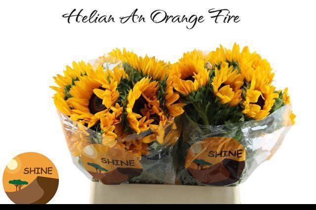 <h4>HELI ORANGE FIRE</h4>
