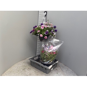 PERKPL GEM IN POT