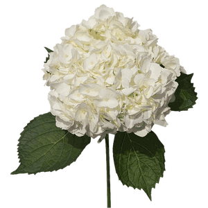HYDR. WHITE Naranjo