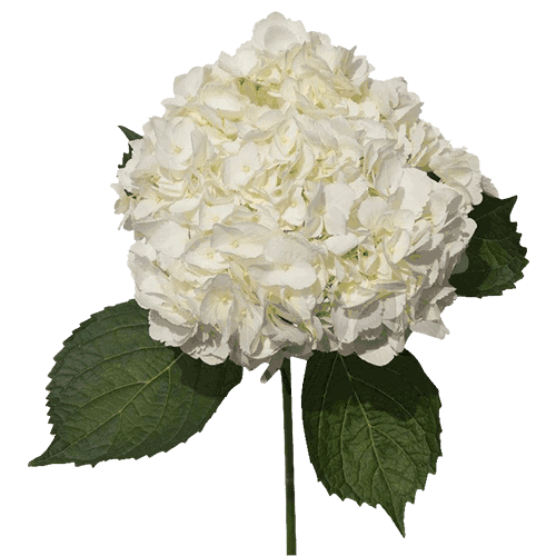 <h4>HYDR. WHITE Naranjo</h4>