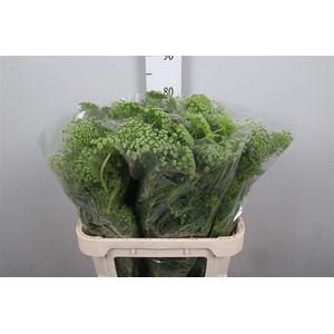 Ammi Majus Dille Wit