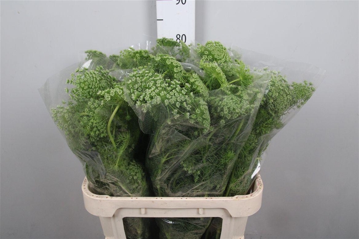 <h4>Ammi Majus Dille Wit</h4>