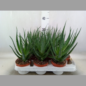 Aloe arborescens