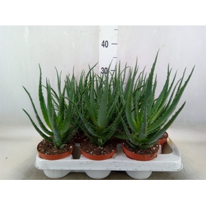 Aloe arborescens