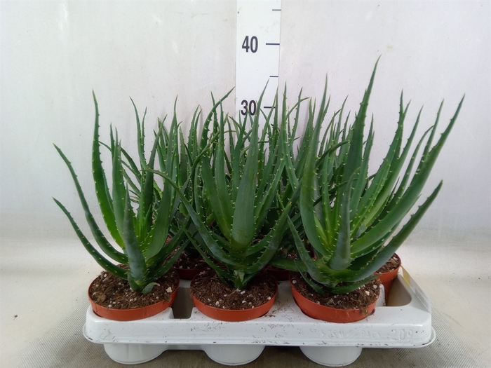 <h4>Aloe arborescens</h4>
