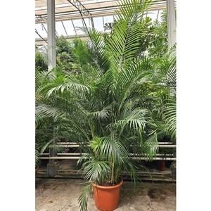 Dypsis lutescens (Areca)