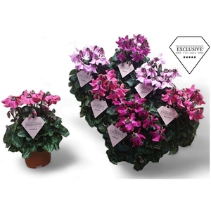 Cyclamen Exclusive® Petticoat Mix