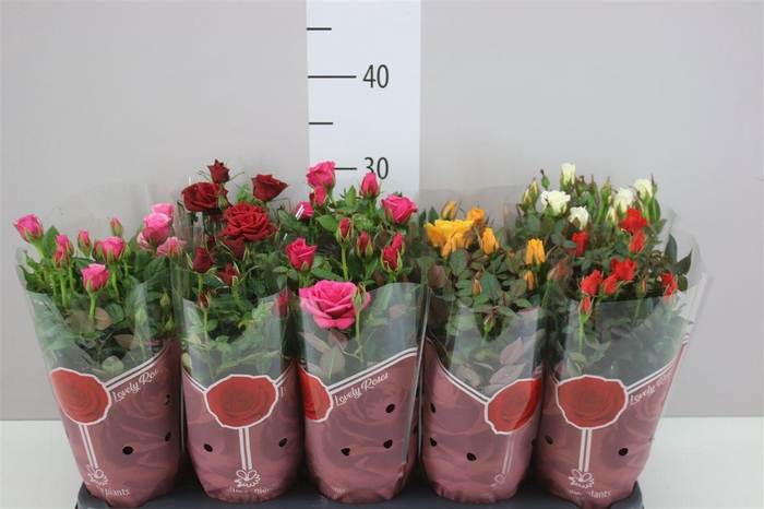 <h4>Rosa Star Gemengd</h4>