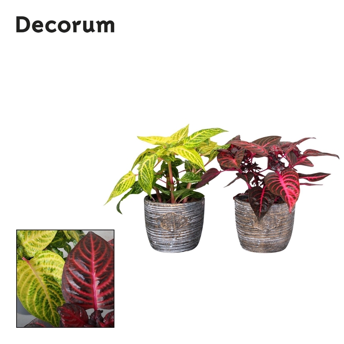 <h4>Iresine Herbstii 13cm Mix 2 kleuren Decorum grijze robuuste pot</h4>