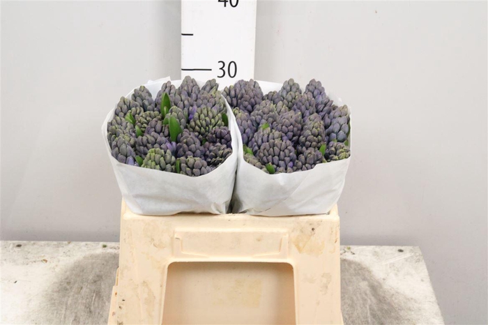 <h4>Hyac Delft Blue</h4>