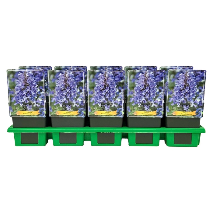 <h4>Nepeta Neptune</h4>