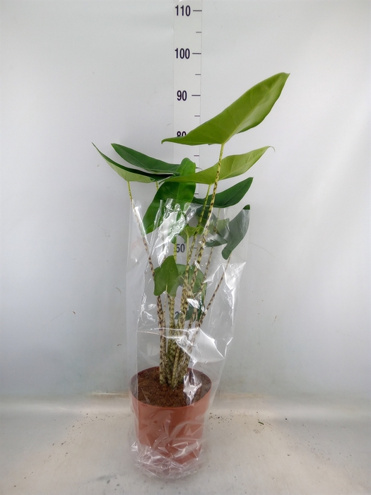 <h4>Alocasia zebrina</h4>