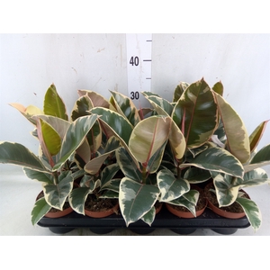 Ficus elastica 'Tineke'