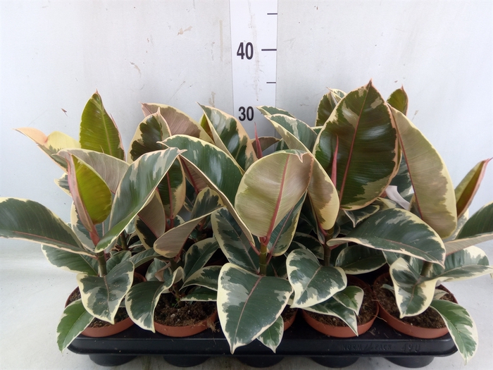 <h4>Ficus elastica 'Tineke'</h4>
