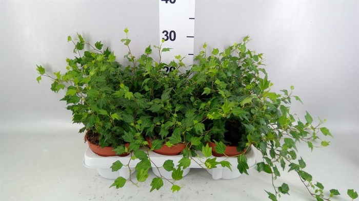 <h4>Hedera helix 'Jessica'</h4>