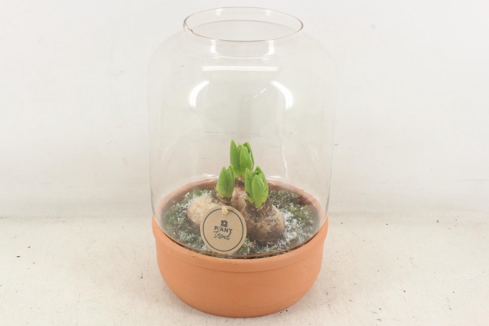 arr4 Hyacint PL - Terra/glas windlicht XL