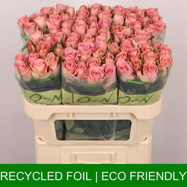 <h4>R GR HERMOSA+</h4>