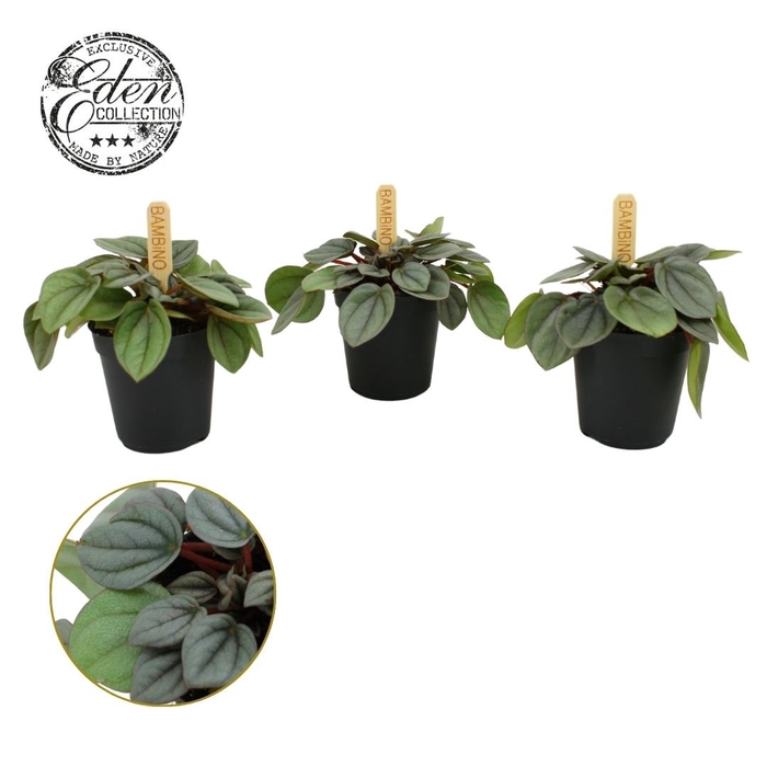 <h4>Peperomia</h4>