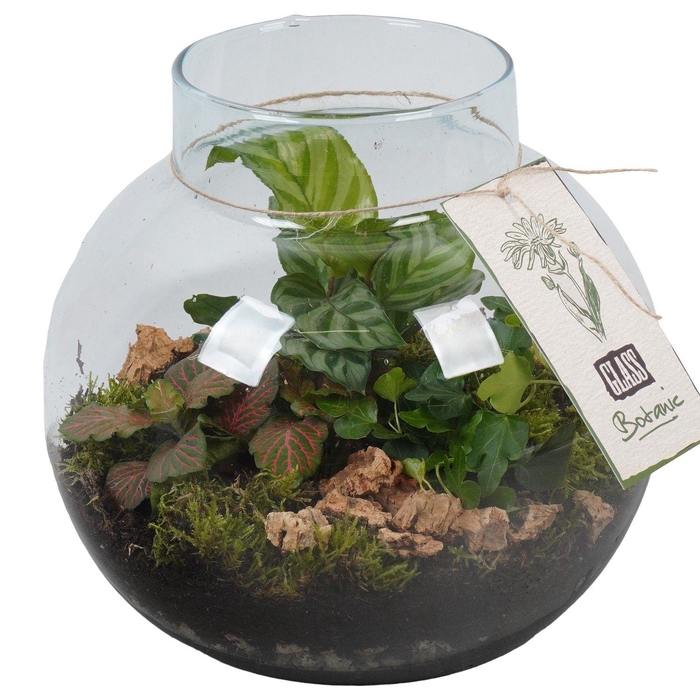 <h4>PTGIG2161 Arrangement Greens in glass in glazen bol</h4>