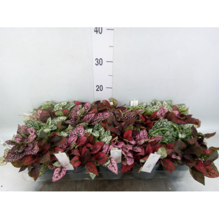 <h4>Hypoestes phyllo.   ...mix</h4>