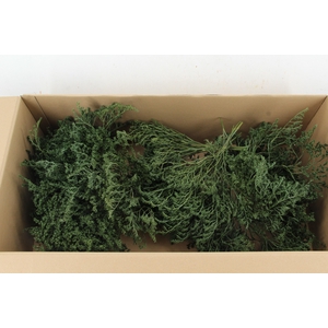 DF Gonio Tataricum Bs Olive Green 30cm