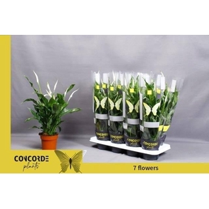 Spathiphyllum Sweet Curiosa 13Ø 55cm 7fl