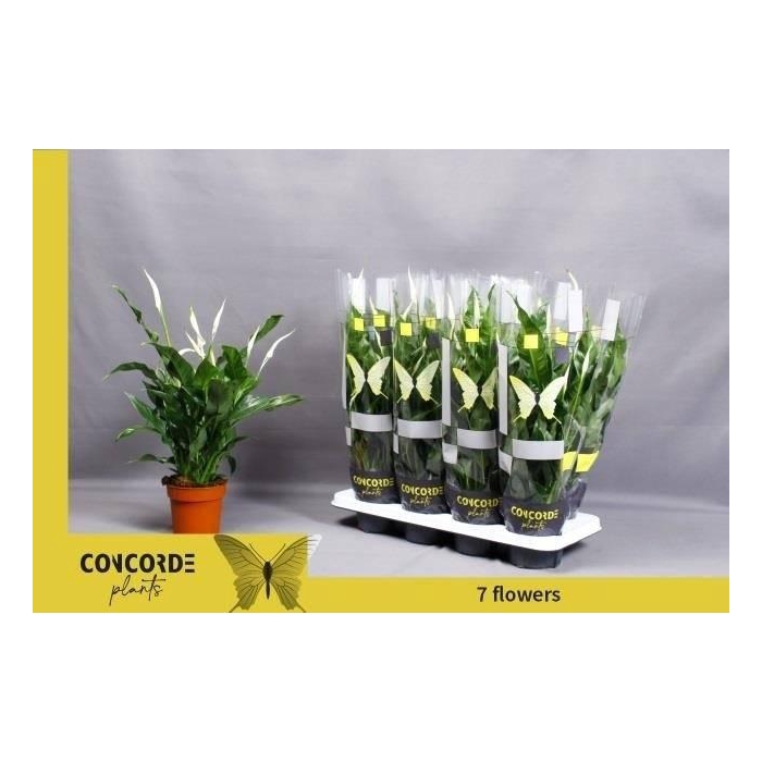 <h4>Spathiphyllum Sweet Curiosa 13Ø 55cm 7fl</h4>