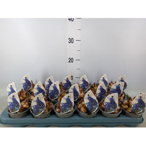 Muscari  'Night Eyes'