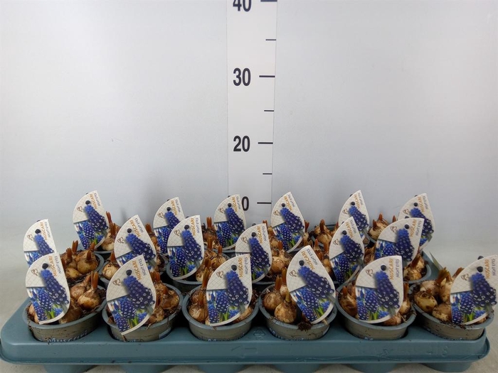 <h4>Muscari  'Night Eyes'</h4>