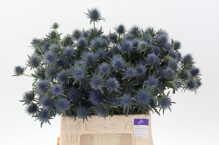 <h4>Eryn Magnetar Qstar</h4>