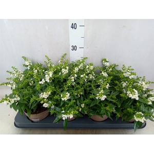 Angelonia  'Serena White'