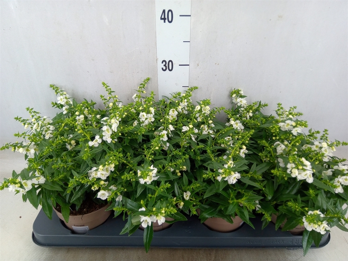 <h4>Angelonia  'Serena White'</h4>